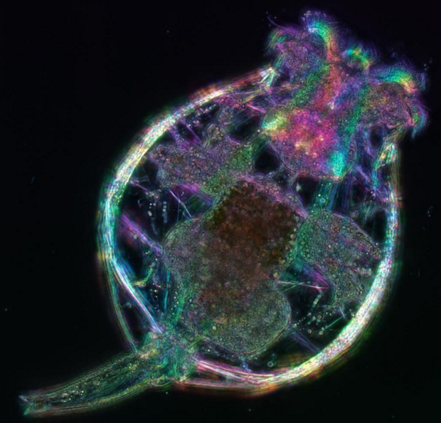 A Brachionus quadridentatus - rotifer